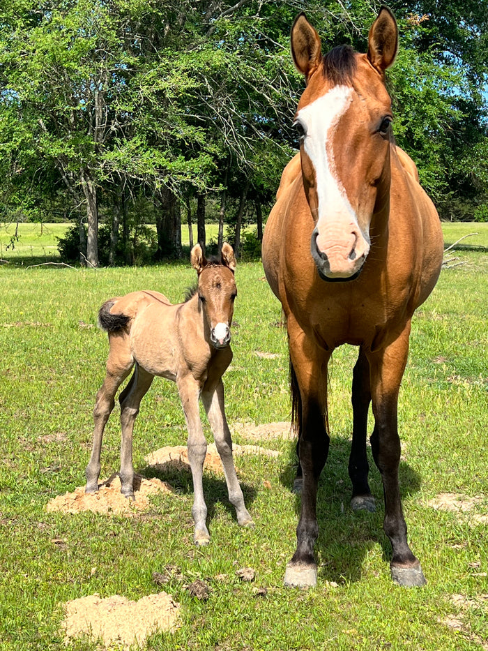Horse and Baby Horse Sanctuary Rescue East Texas